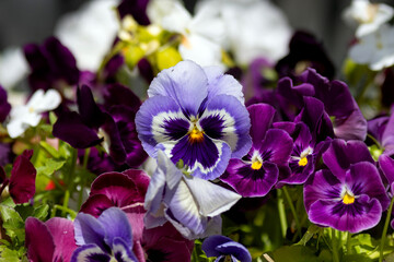 Pansy flowers or spring garden viola tricolor in spring garden. Gardening, landscape design,...