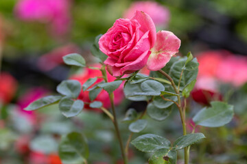 Alley of roses in the port of Varna (Bulgaria)