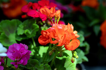 Nice Pelargonium flowers growing in garden