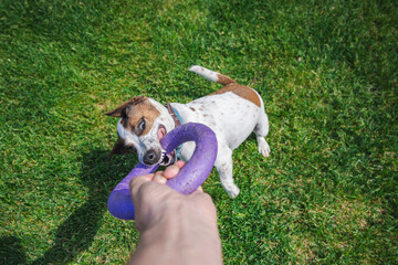 Lively Jack Russell Terrier jumps up and fiercely pulls a purple ring toy held by its owner,...