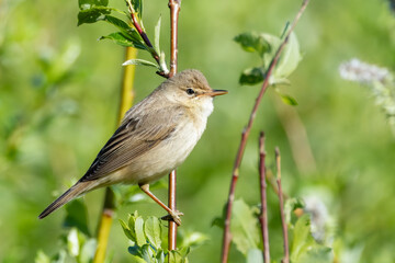 Marsh Warbler