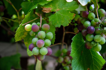 Bunch of green grapes close-up