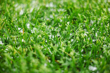 Detailed close-up of green lawn covered with tiny white hail pellets, illustrating the effects of a recent hailstorm on the grass surface.