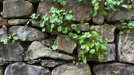 old stone wall with moss