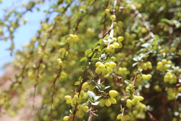 Little green berries against the hills of Pingshan Hu Grand Canyon in summer, Zhangye City, Gansu Province in China