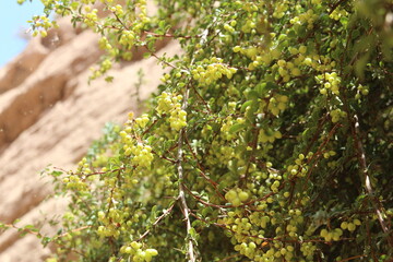 Little green berries against the hills of Pingshan Hu Grand Canyon in summer, Zhangye City, Gansu Province in China