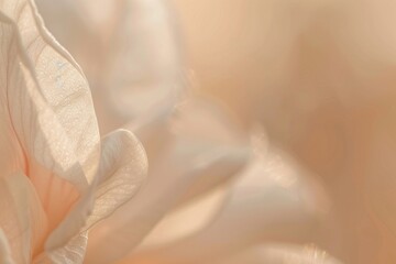 Home carnation blossom flower.