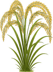 Paddy Tree Illustration