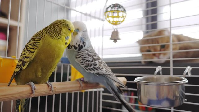 Two budgerigars cuddle inside their cage while a curious tabby cat watches closely from outside, creating a humorous and tense moment