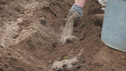 Farm worker puts mineral fertilizers with hand on seeds of organically pure potatoes in soil bed for rapid growth . Eco farm for growing food without GMO and chemical. Planting vegetables in spring