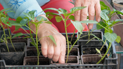 Close up hands of elderly old gardener, carefully stirring mixing fertile ground soil of seedling with fingers for growth. Growing organic food in greenhouses on eco-farm. Agriculture cultivated plant