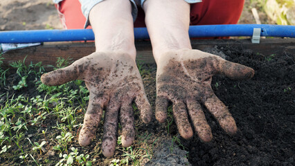 Elderly farmer shows palms of his hands dirty from ground soil in close up. Manual labor and planting vegetables in greenhouses. Hard rural work