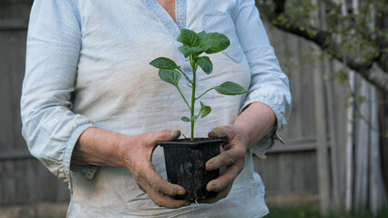 Elderly gardener woman holds young seedling with soil in hands before planting in ground. Hands holding tomato pepper seedling. New growth and sustainable agriculture, environmental protection
