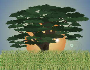 Tree at sunset. Background for your style. Sunset. Calm nature landscape at sunset.
