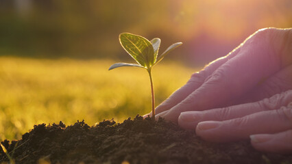 Close up of farmer hands planting green sprout in ground. Seedling is lowered by its roots into fertile soil and corrected by pressing soil with hands. Against warm glow of sun at sunset