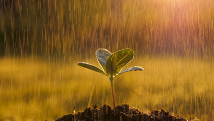 Raindrops water young green tree sprout planted in fertile plowed soil ground closeup. Drops of water glisten in sunset light with golden warm glow. Care for new life of seedling in vegetable garden