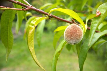 Small peach on the peach tree close up