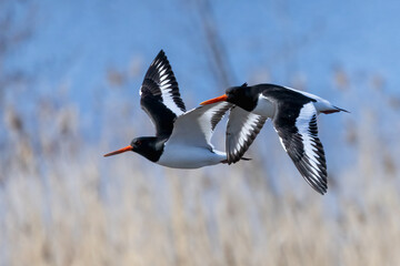 Eurasian oystercatcher 
