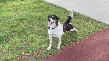 Playful black and white dog stretching on grass with tongue out and happy expression during outdoor...