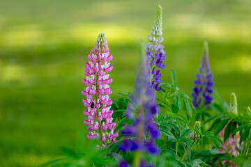Selective focus of purple blue and pink flowers with green leaves in garden, Lupinus polyphyllus grows in the garden, Large-leaved lupine (Vaste lupine) belongs to the legume family, Nature background