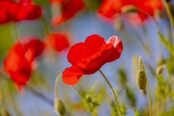 Obraz premium Selective focus of red flowers in garden, Papaver somniferum or Opium poppy, Poppies are herbaceous and flowering plants in the subfamily Papaveroideae of the family Papaveraceae, Natural background.