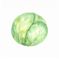 Fototapeta premium Watercolor painting of fresh cabbage isolated on white backdrop. Tasty and healthy vegetable.