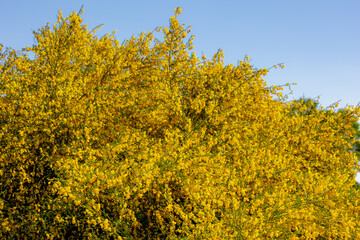 Fototapeta premium Selective focus bush or shrub of golden yellow flowers in the forest, Cytisus scoparius or Scotch broom is a perennial leguminous shrub native to western and central Europe, Natural floral background.
