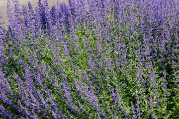 Selective focus of Nepeta faassenii blue in the garden, Beautiful colorful purple flowers plant, A...