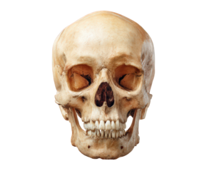 Realistic human skull model, showcasing intricate details and textures, perfect for educational purposes or Halloween decorations. Its lifelike appearance adds touch of eeriness to any setting