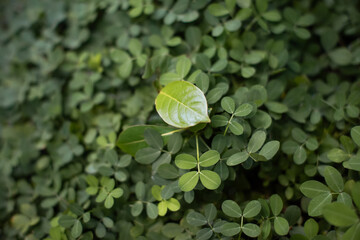 Close-up of a vibrant green leaf standing out among clover-like foliage, creating a natural...