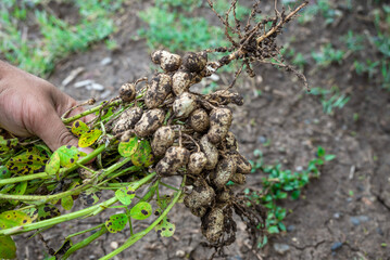 Fresh peanuts plants with roots plants harvest of peanut plants.
