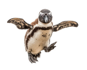 Playful penguin jumping in air with goofy expression, showcasing its flippers and unique markings. This lively moment captures joy and energy of this charming bird