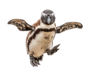 Playful penguin jumping in air with goofy expression, showcasing its flippers and unique markings. This lively moment captures joy and energy of this charming bird