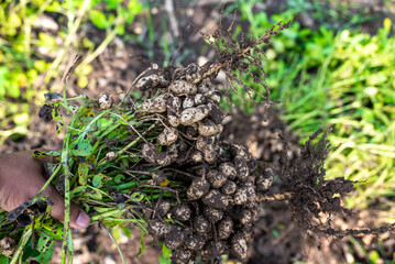 Fresh peanuts plants with roots plants harvest of peanut plants.