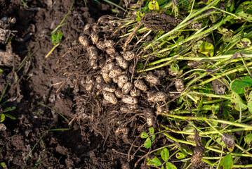 Fresh peanuts plants with roots plants harvest of peanut plants.