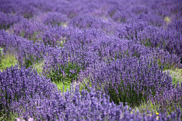 Lavendel