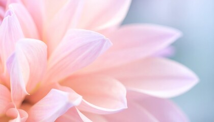 Fototapeta premium Soft, close-up of a dahlia's petals, in pastel pink and peach hues, with a gentle, blurred background
