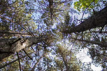 Obraz premium Trees in the forest, Eymir Lake. Ankara - Turkey