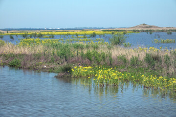 Netherlands. Spring on the islands of the Markerwadden