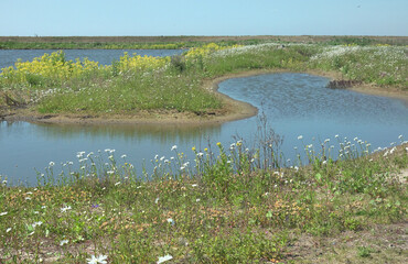 Netherlands. Spring on the islands of the Markerwadden