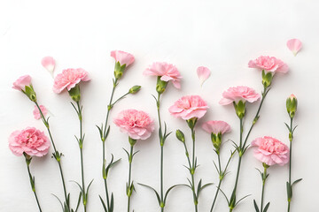 pink tulips isolated on white