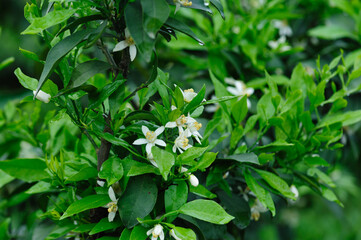 Papagan Mandarin Orange flowering in spring
