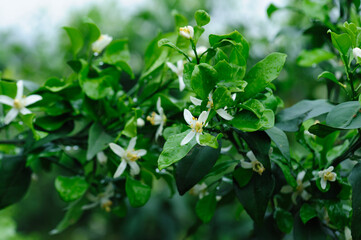 Obraz premium Papagan Mandarin Orange flowering in spring