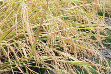 The rice has turned yellow, now just awaiting the harvest time, this is the day the farmers have long been waiting for