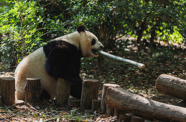 Giant panda eat bamboo in the zoo, china