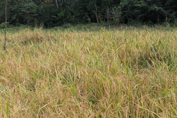 The rice has turned yellow, now just awaiting the harvest time, this is the day the farmers have long been waiting for