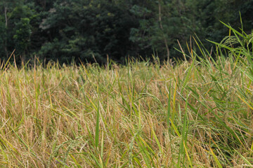 The rice has turned yellow, now just awaiting the harvest time, this is the day the farmers have long been waiting for