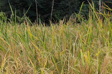 The rice has turned yellow, now just awaiting the harvest time, this is the day the farmers have long been waiting for