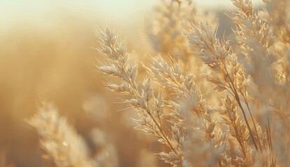 Fototapeta premium Golden Meadow Grass in Sunlight