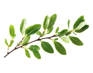 Fototapeta premium Closeup of green twig with fresh leaves isolated on white or transparent background